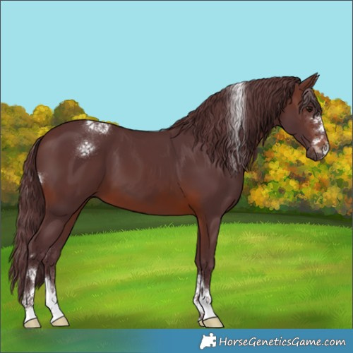 Horse Color:Chocolate Brown 