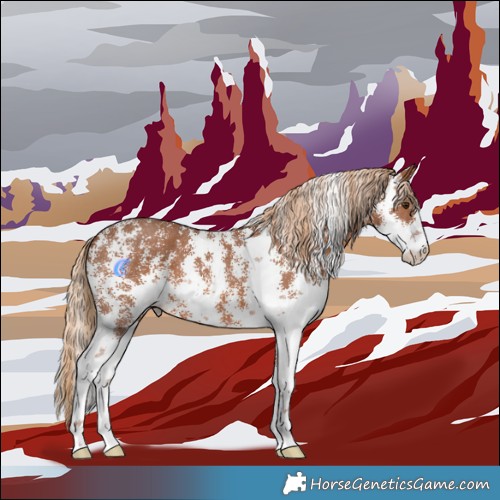 Horse Color:Chestnut Sabino 