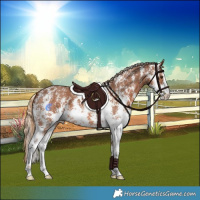 Horse Color:Chestnut Sabino