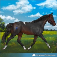 Horse Color:Brown Tobiano