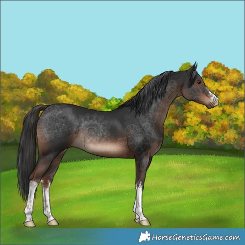 Horse Color:White Spotted Liver Chestnut Rabicano 