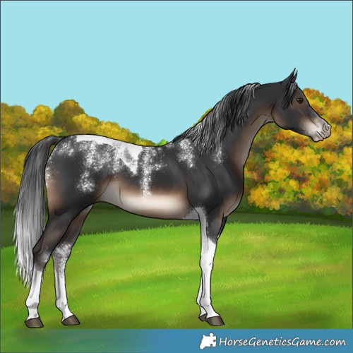 Horse Color:Powder White Brown Tobiano 