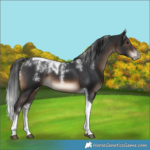 Horse Color:Powder White Brown Tobiano 