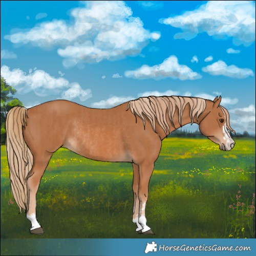 Horse Color:Chestnut  and Chestnut Rabicano 