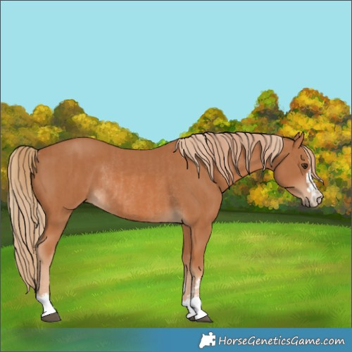 Horse Color:Chestnut  and Chestnut Rabicano 