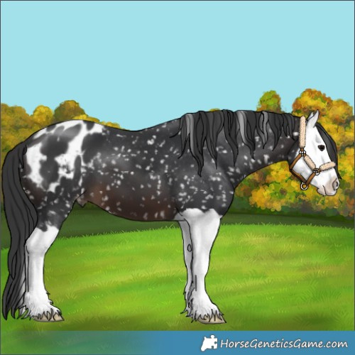 Horse Color:Brown Splash Blanket 
