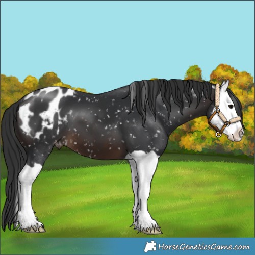 Horse Color:Brown Splash Appaloosa 