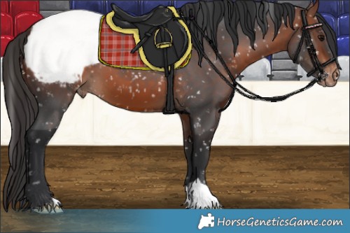 Horse Color:Bay Appaloosa 