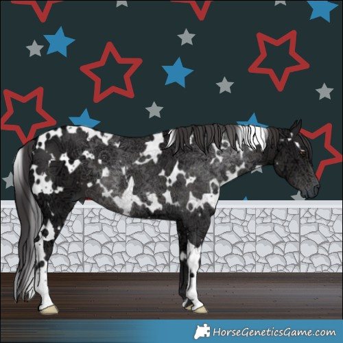 Horse Color:White Spotted Smoky Black Ice 
