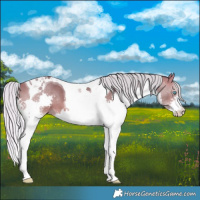 Horse Color:Silver Bay Splash Tobiano 