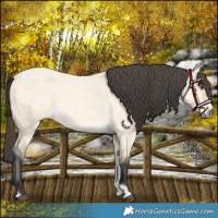 Horse Color:Buckskin Roan Dun Tobiano 