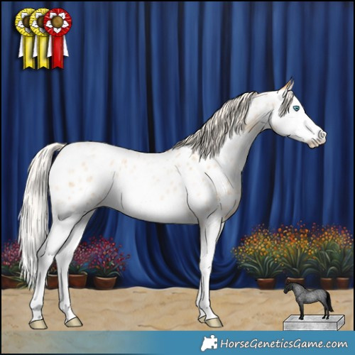 Horse Color:Gold Cream Champagne Roan Splash Appaloosa 