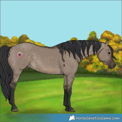 Horse Color:Brown Dun 