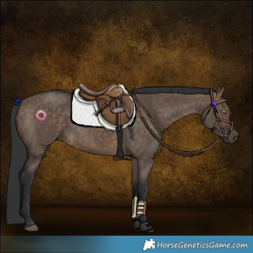 Horse Color:Brown Dun