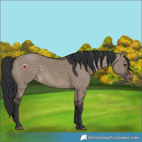 Horse Color:Brown Dun Appaloosa 