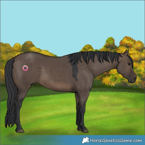 Horse Color:Brown Dun 