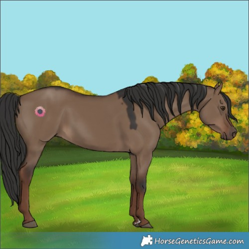 Horse Color:Liver Red Dun 