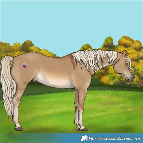 Horse Color:Chocolate Palomino Dun 