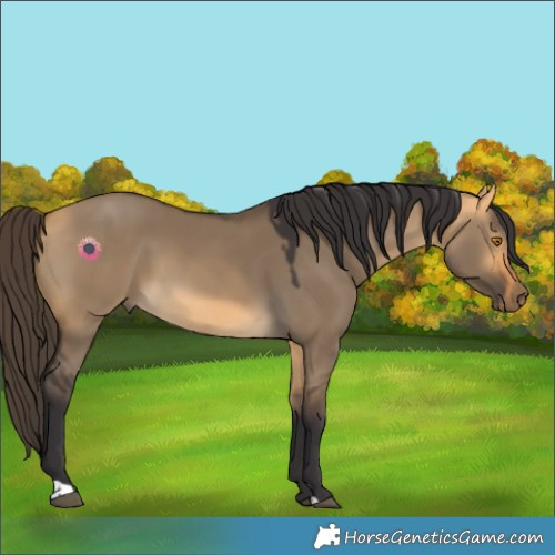 Horse Color:Buckskin Dun 