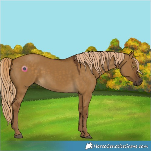 Horse Color:Chocolate Palomino Dun 