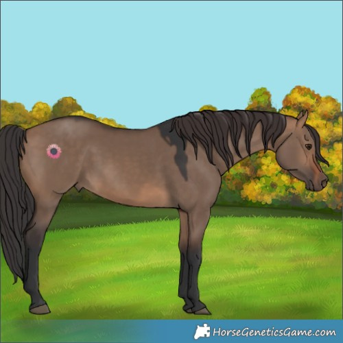 Horse Color:Brown Dun 
