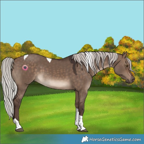 Horse Color:Silver Brown Dun Tobiano 