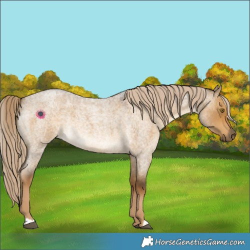 Horse Color:Chocolate Palomino Roan Dun 