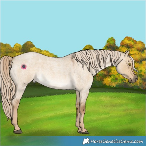 Horse Color:Chocolate Palomino Roan Dun 