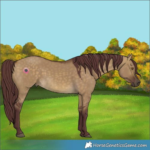 Horse Color:Chocolate Buckskin Dun 