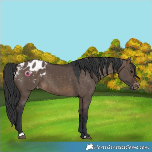 Horse Color:Brown Dun Appaloosa 