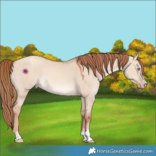 Horse Color:Gold Champagne Dun 