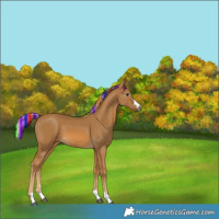 Horse Color:Gray Painted Palomino
