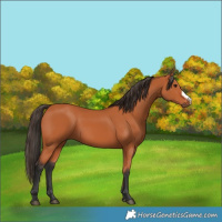 Horse Color:Bay Frame