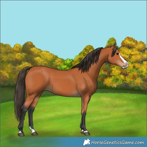 Horse Color:Bay Splash