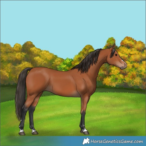 Horse Color:Bay 