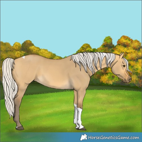Horse Color:Silver Buckskin Dun Tobiano 