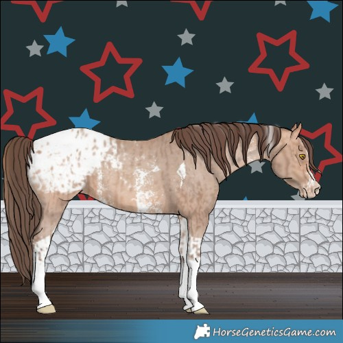 Horse Color:Amber Champagne Sabino Tobiano Appaloosa  and Amber Champagne Sabino Tobiano Appaloosa 