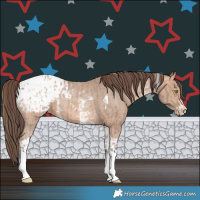 Horse Color:Amber Champagne Sabino Tobiano Blanket and Amber Champagne Sabino Tobiano Blanket