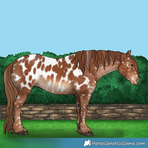 Horse Color:Chestnut Appaloosa 