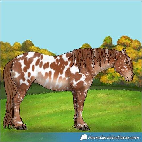 Horse Color:Chestnut Near Leopard