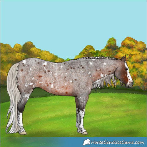 Horse Color:Gray White Spotted Silver Brown Roan Splash 