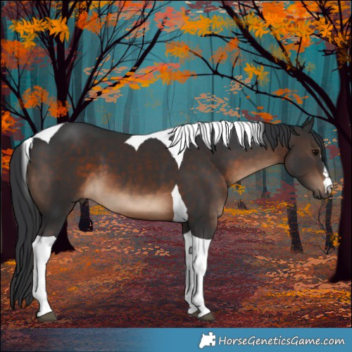Horse Color:Brown Tobiano 