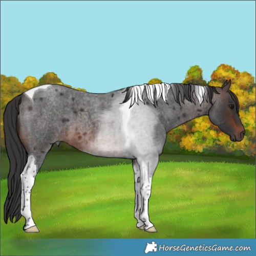 Horse Color:Brown Roan Tobiano