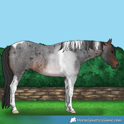 Horse Color:Brown Roan Tobiano
