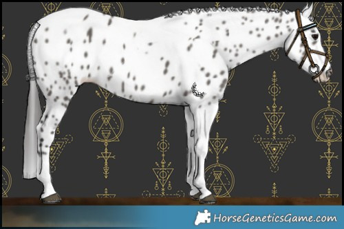 Horse Color:Grullo Tobiano Appaloosa 