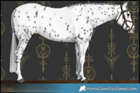 Horse Color:Grullo Tobiano Leopard