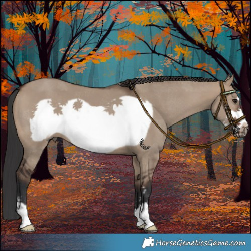 Horse Color:Brown Dun Frame