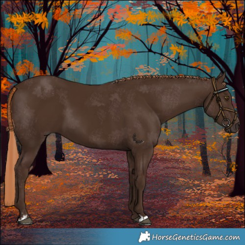 Horse Color:Liver Chestnut 