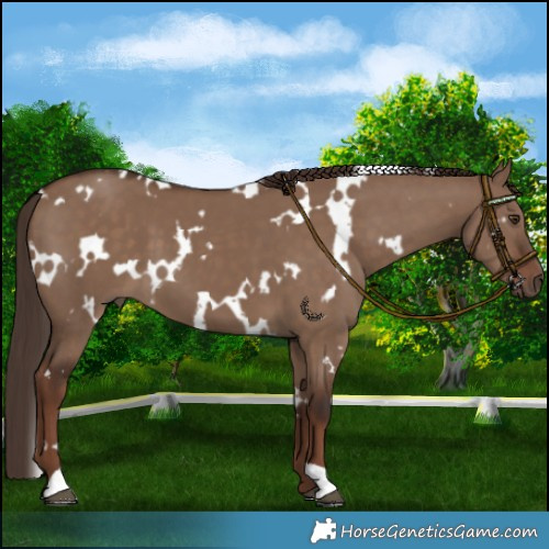 Horse Color:White Spotted Liver Red Dun 