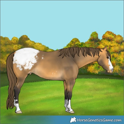 Horse Color:Buckskin Appaloosa 